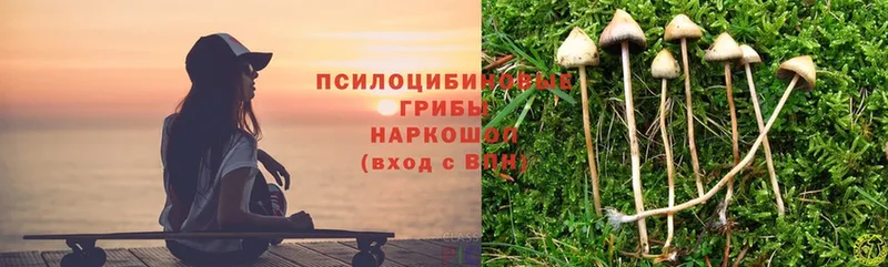 где купить наркотик  Дубовка  Галлюциногенные грибы Psilocybe 